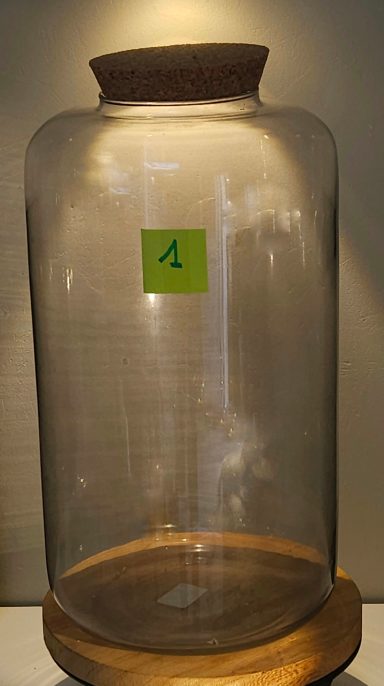 terrarium avec plantes et éclairage