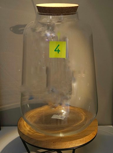 terrarium avec plantes et éclairage